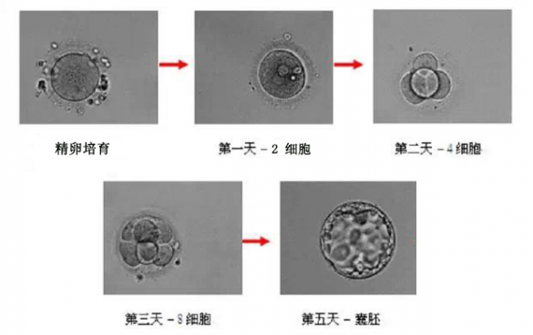 美国生殖医学中心(HRC)